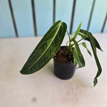 Load image into Gallery viewer, #J554 Anthurium Warocqueanum