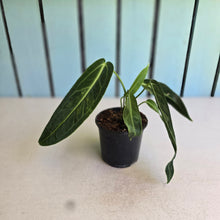 Load image into Gallery viewer, #J554 Anthurium Warocqueanum