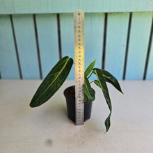 Load image into Gallery viewer, #J554 Anthurium Warocqueanum