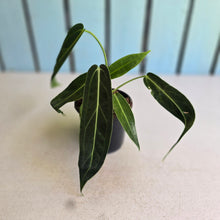 Load image into Gallery viewer, #J554 Anthurium Warocqueanum