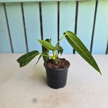 Load image into Gallery viewer, #J554 Anthurium Warocqueanum