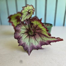 Load image into Gallery viewer, #RB10 Begonia Unknown