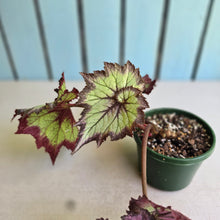 Load image into Gallery viewer, #RB10 Begonia Unknown