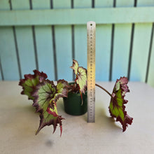 Load image into Gallery viewer, #RB10 Begonia Unknown
