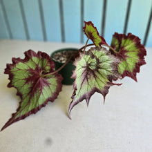 Load image into Gallery viewer, #RB10 Begonia Unknown