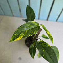 Load image into Gallery viewer, #R5 Aurea Variegated Epipremnum Pinnatum