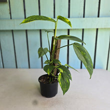 Load image into Gallery viewer, #R5 Aurea Variegated Epipremnum Pinnatum
