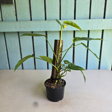Load image into Gallery viewer, #R5 Aurea Variegated Epipremnum Pinnatum