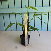 Load image into Gallery viewer, #R5 Aurea Variegated Epipremnum Pinnatum