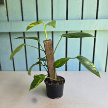 Load image into Gallery viewer, #R5 Aurea Variegated Epipremnum Pinnatum