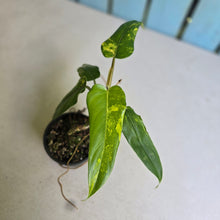 Load image into Gallery viewer, #RD33 Variegated Philodendron Domesticum