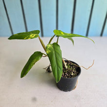 Load image into Gallery viewer, #RD33 Variegated Philodendron Domesticum