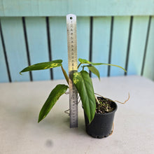 Load image into Gallery viewer, #RD33 Variegated Philodendron Domesticum