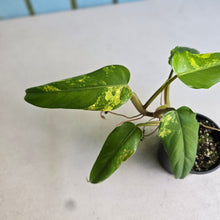 Load image into Gallery viewer, #RD33 Variegated Philodendron Domesticum