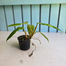 Load image into Gallery viewer, #RD33 Variegated Philodendron Domesticum