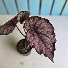 Load image into Gallery viewer, #RD14 Begonia Sugar Plum Fairy