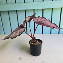 Load image into Gallery viewer, #RD14 Begonia Sugar Plum Fairy