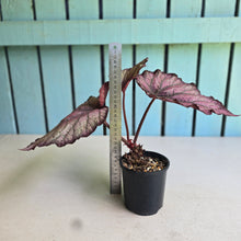 Load image into Gallery viewer, #RD14 Begonia Sugar Plum Fairy