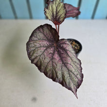Load image into Gallery viewer, #RD14 Begonia Sugar Plum Fairy