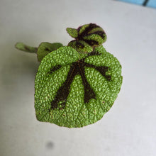 Load image into Gallery viewer, #RA5 Begonia Iron Cross