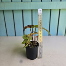 Load image into Gallery viewer, #RA5 Begonia Iron Cross