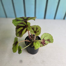 Load image into Gallery viewer, #RA5 Begonia Iron Cross