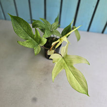 Load image into Gallery viewer, #R2 Two x Headed Philodendron Florida Ghost