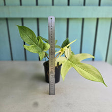 Load image into Gallery viewer, #R2 Two x Headed Philodendron Florida Ghost