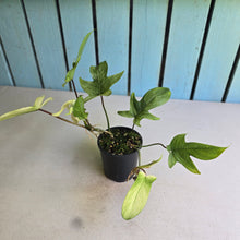 Load image into Gallery viewer, #R2 Two x Headed Philodendron Florida Ghost