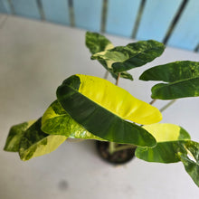 Load image into Gallery viewer, #R40 Variegated Philodendron Burle Marx