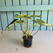Load image into Gallery viewer, #R40 Variegated Philodendron Burle Marx