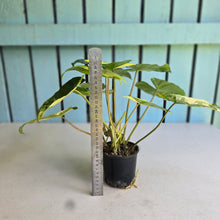 Load image into Gallery viewer, #R40 Variegated Philodendron Burle Marx