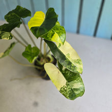 Load image into Gallery viewer, #R40 Variegated Philodendron Burle Marx