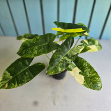 Load image into Gallery viewer, #R40 Variegated Philodendron Burle Marx