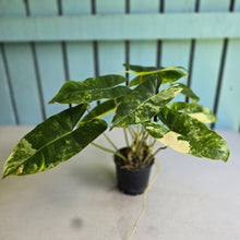 Load image into Gallery viewer, #R40 Variegated Philodendron Burle Marx