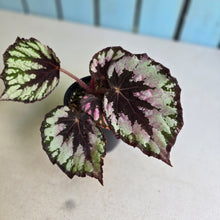 Load image into Gallery viewer, #D76 Begonia Unknown
