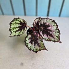 Load image into Gallery viewer, #D76 Begonia Unknown
