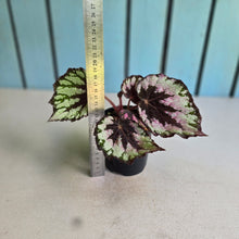 Load image into Gallery viewer, #D76 Begonia Unknown
