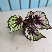 Load image into Gallery viewer, #D76 Begonia Unknown