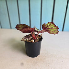 Load image into Gallery viewer, #D76 Begonia Unknown