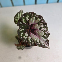 Load image into Gallery viewer, #R91 Begonia Unknown