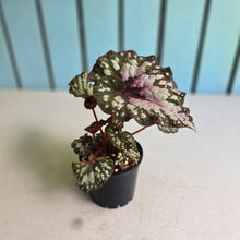 Load image into Gallery viewer, #R91 Begonia Unknown