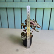 Load image into Gallery viewer, #R91 Begonia Unknown