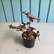 Load image into Gallery viewer, #R91 Begonia Unknown