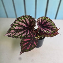 Load image into Gallery viewer, #R95 Begonia Unknown
