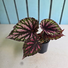Load image into Gallery viewer, #R95 Begonia Unknown