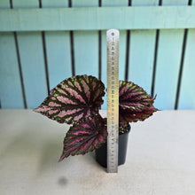 Load image into Gallery viewer, #R95 Begonia Unknown