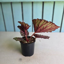 Load image into Gallery viewer, #R95 Begonia Unknown