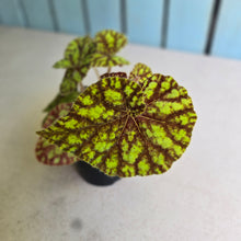 Load image into Gallery viewer, #R82 Begonia Cowardly Lion