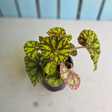 Load image into Gallery viewer, #R82 Begonia Cowardly Lion